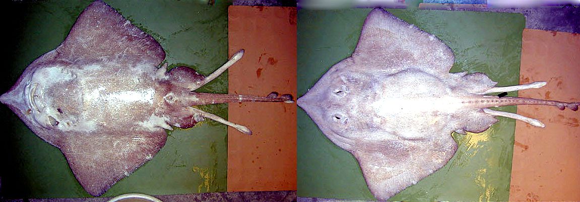 Bathyraja pallida_05.jpg
